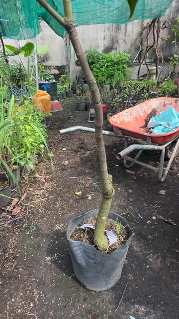 Xoài Tứ Quý cây khoẻ đẹp sẵn bông. Mua bán Cây cảnh, đồ trang trí tại Quận Gò Vấp Tp Hồ Chí Minh được đăng bởi Vườn Kiểng Nhà Nị Ny hình 1