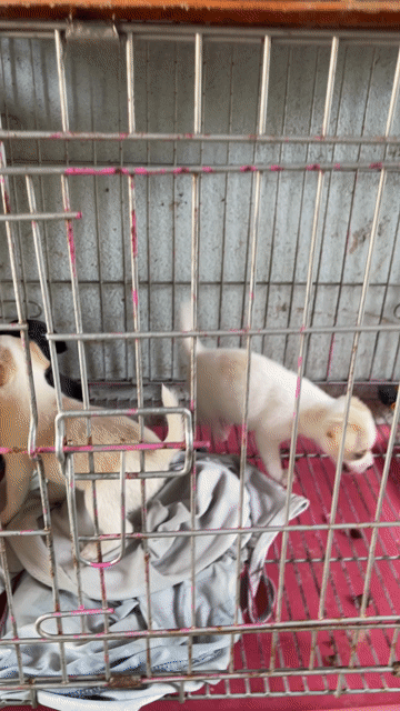Chó Chihuahua nhỏ . Mua bán Chó tại Huyện Bình Chánh Tp Hồ Chí Minh được đăng bởi Thuý ngân hình 1