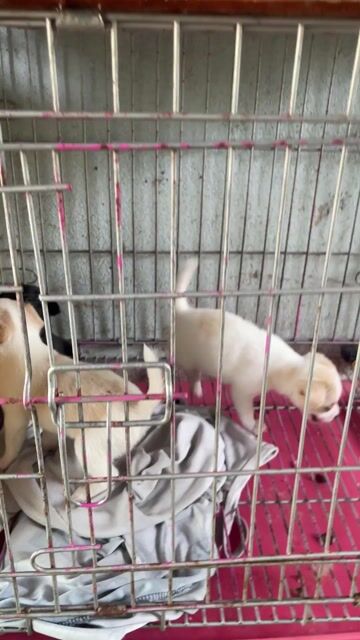Chó Chihuahua nhỏ . Mua bán Chó tại Huyện Bình Chánh Tp Hồ Chí Minh được đăng bởi Thuý ngân hình 1