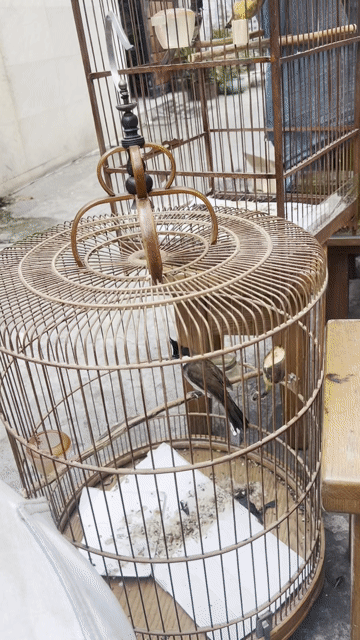 Chim chào mào thuần dạn hót bọng. Mua bán Chim tại Quận Gò Vấp Tp Hồ Chí Minh được đăng bởi nguyen van hai lê đuc thọ go vap chuyên cung cấp đồ điện gia dụng giá re hình 1