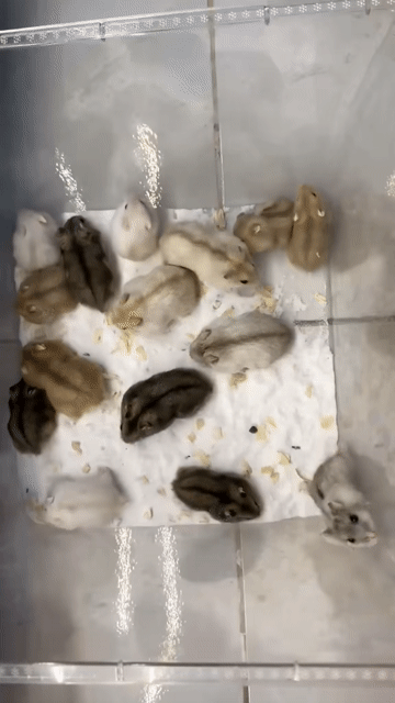 Chuột Hamster winter white. Mua bán Thú cưng khác tại Quận Cái Răng Cần Thơ được đăng bởi Hammie Heamster hình 1