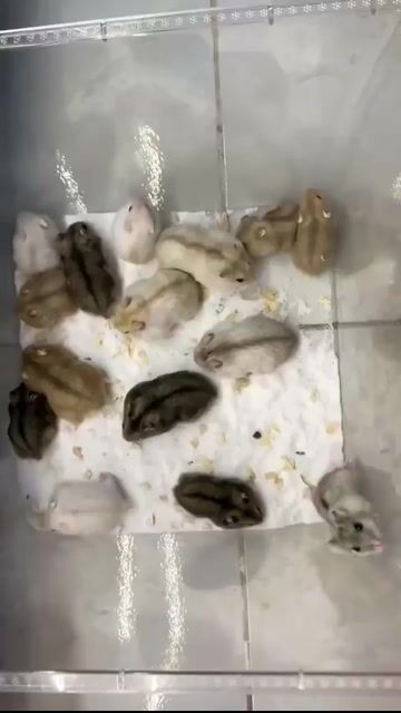 Chuột Hamster winter white. Mua bán Thú cưng khác tại Quận Cái Răng Cần Thơ được đăng bởi Hammie Heamster hình 1