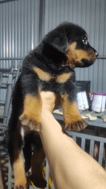 Chó Rottweiler đực nhỏ. Mua bán Chó tại Quận Hà Đông Hà Nội được đăng bởi Duc  hình 1