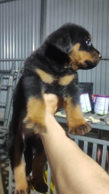 Chó Rottweiler đực nhỏ. Mua bán Chó tại Quận Hà Đông Hà Nội được đăng bởi Duc  hình 1