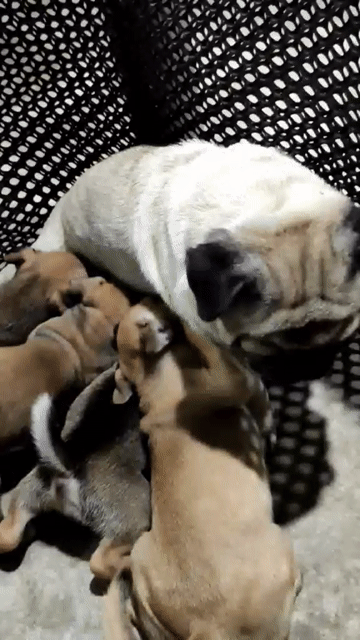 chó mẹ Pug lai chó bố cỏ. giá có thể thương lượng. Mua bán Chó tại Thành phố Thủ Dầu Một Bình Dương được đăng bởi Đinh Hương hình 1