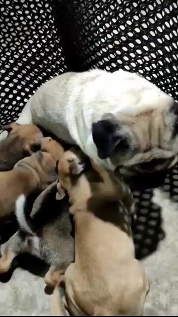 chó mẹ Pug lai chó bố cỏ. giá có thể thương lượng. Mua bán Chó tại Thành phố Thủ Dầu Một Bình Dương được đăng bởi Đinh Hương hình 1