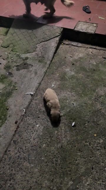 Chó Golden Retriever vàng kem non!. Mua bán Chó tại Quận Cẩm Lệ Đà Nẵng được đăng bởi nguyen Trung hình 1