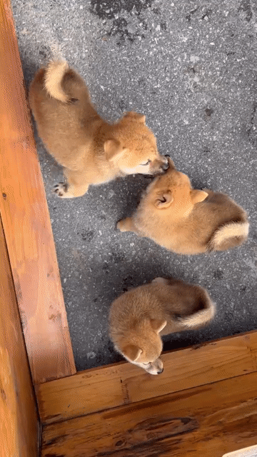 Chó Shiba nhỏ Vàng sáng 2 tháng. Mua bán Chó tại Huyện Đan Phượng Hà Nội được đăng bởi Tạo hình 1
