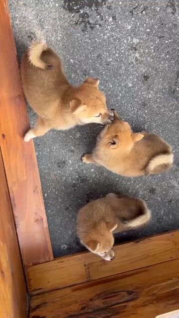 Chó Shiba nhỏ Vàng sáng 2 tháng. Mua bán Chó tại Huyện Đan Phượng Hà Nội được đăng bởi Tạo hình 1