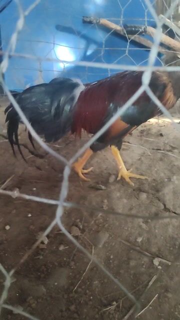 Gà trống Điều Đực Vàng Đẹt. Mua bán Gà tại Thị xã Duyên Hải Trà Vinh được đăng bởi Gà Rừng hình 1