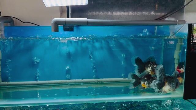 Cá vàng Oranda Lụa Kirin. Mua bán Thú cưng khác tại Quận 4 Tp Hồ Chí Minh được đăng bởi Phúc hình 1