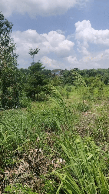 Mua bán Đất Huyện Trảng Bom Đồng Nai diện tích 1000 m² giá 585 triệu