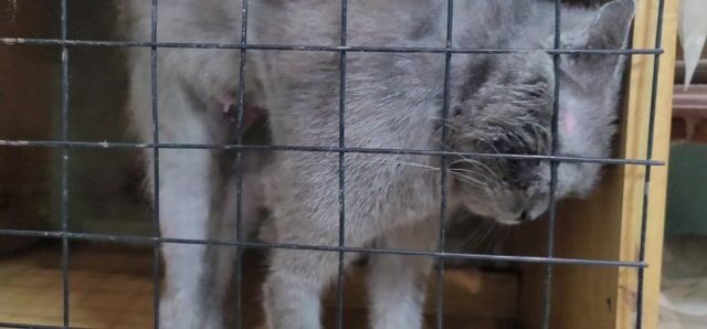 Mèo Anh Lông Ngắn cái 1 tuổi. Mua bán Mèo tại Huyện Thường Tín Hà Nội được đăng bởi ok hình 1