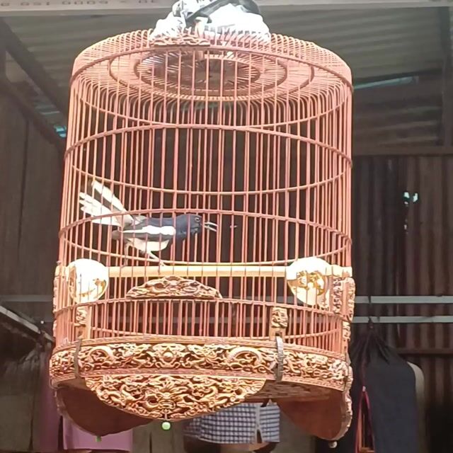 Chim Chích chòe than 3 mùa hót múa. Mua bán Chim tại Quận 12 Tp Hồ Chí Minh được đăng bởi Hung Nguyen Ngoc Hung hình 1