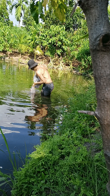 Cá tai tượng cá rô phi cá sặc giá rẻ. Mua bán Đồ ăn, thực phẩm và các loại khác tại Quận Gò Vấp Tp Hồ Chí Minh được đăng bởi Đức phúc hình 1