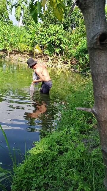 Cá tai tượng cá rô phi cá sặc giá rẻ. Mua bán Đồ ăn, thực phẩm và các loại khác tại Quận Gò Vấp Tp Hồ Chí Minh được đăng bởi Đức phúc hình 1