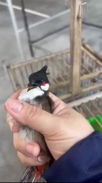 Chim chào mào trống khỏe hót hay. Mua bán Chim tại Quận Liên Chiểu Đà Nẵng được đăng bởi Trần vũ hình 1