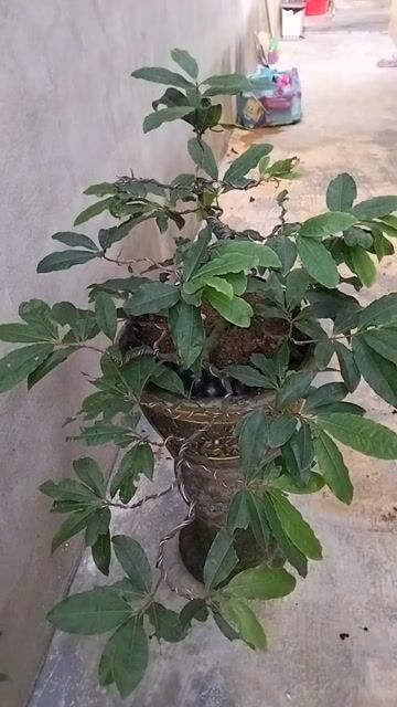 Mai bonsai xanh tốt. Mua bán Cây cảnh, đồ trang trí tại Thị xã Hương Thủy Thừa Thiên Huế được đăng bởi Trương Văn Bình hình 1
