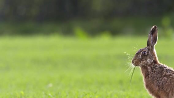 Les Animaux de la Foresterie