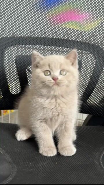 Mèo Anh lông ngắn màu Lilac thuần chủng 100%. Mua bán Mèo tại Quận 1 Tp Hồ Chí Minh được đăng bởi Như Ý hình 1