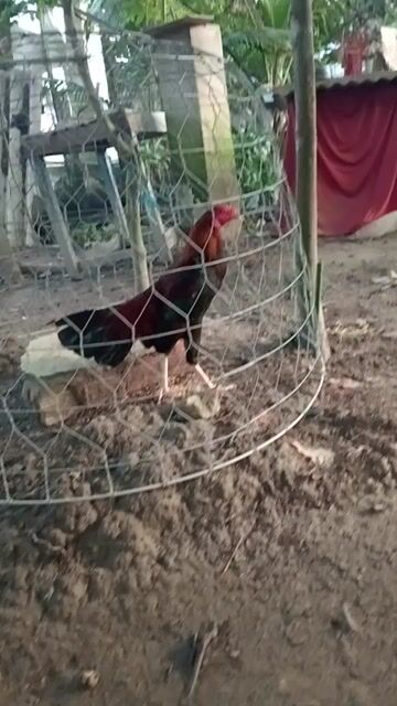 Gà trống cảnh/thực phẩm đen đỏ 1.2kg. Mua bán Gà tại Huyện Long Hồ Vĩnh Long được đăng bởi Tắc Kè  hình 1