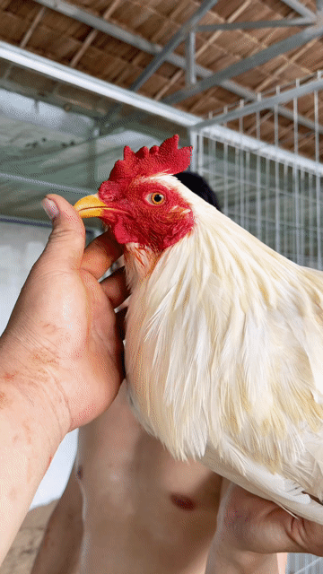 Gà chọi Thái Mỹ Trắng 2.8kg. Mua bán Gà tại Huyện Mỏ Cày Nam Bến Tre được đăng bởi Dương Văn Phi Hùng hình 1