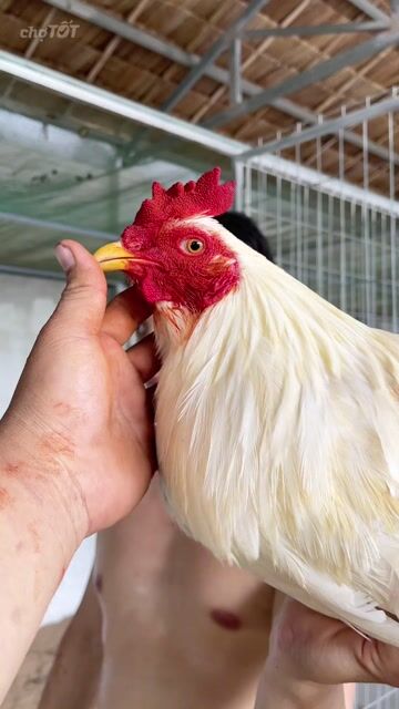 Gà chọi Thái Mỹ Trắng 2.8kg. Mua bán Gà tại Huyện Mỏ Cày Nam Bến Tre được đăng bởi Dương Văn Phi Hùng hình 1