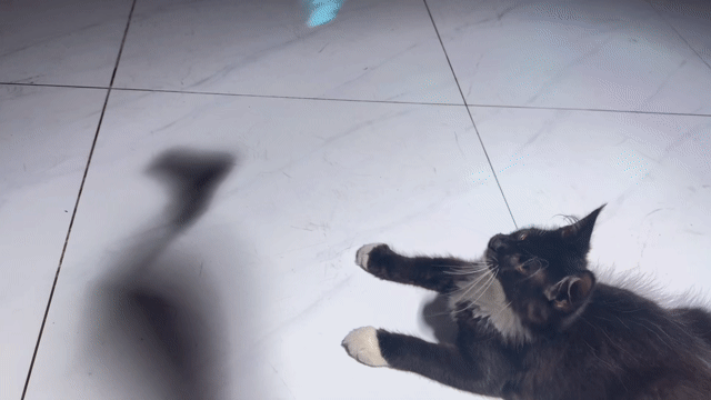 Mèo Maine Coon đực/cái 4 tháng. Mua bán Mèo tại Huyện Bình Chánh Tp Hồ Chí Minh được đăng bởi Karistin hình 1