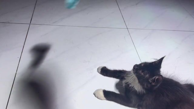 Mèo Maine Coon đực/cái 4 tháng. Mua bán Mèo tại Huyện Bình Chánh Tp Hồ Chí Minh được đăng bởi Karistin hình 1