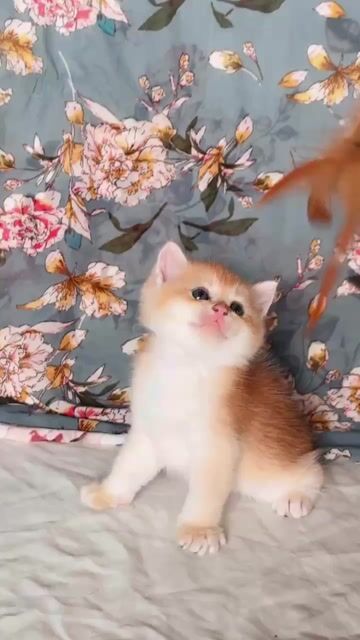 Mèo Golden Vàng trắng. Mua bán Mèo tại Huyện Cao Phong Hòa Bình được đăng bởi Triệu Ngọc Bình hình 1
