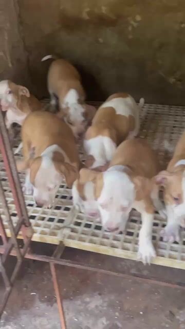 Bàndog màu đỏ cháy và bo sữa. Mua bán Chó tại Huyện Bình Chánh Tp Hồ Chí Minh được đăng bởi Anh nông dân da đen hình 1