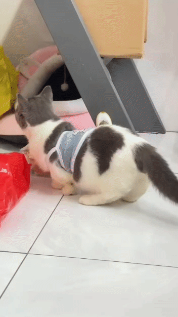 Mèo Anh lông ngắn 6 tháng Trắng xám. Mua bán Mèo tại Huyện Định Quán Đồng Nai được đăng bởi Vòng phàm hình 1