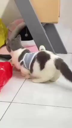 Mèo Anh lông ngắn 6 tháng Trắng xám. Mua bán Mèo tại Huyện Định Quán Đồng Nai được đăng bởi Vòng phàm hình 1
