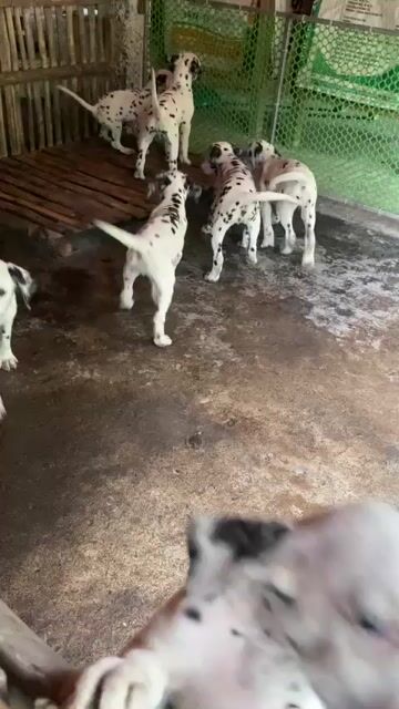 Xuất chuồng Đàn chó Đốm 8con dạng Trắng-Sáng-Sạch. Mua bán Chó tại Huyện Củ Chi Tp Hồ Chí Minh được đăng bởi Nguyễn Huy hình 1