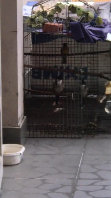 Chim chào mào núi. Mua bán Chim tại Quận Gò Vấp Tp Hồ Chí Minh được đăng bởi ace mua goi nha hình 1