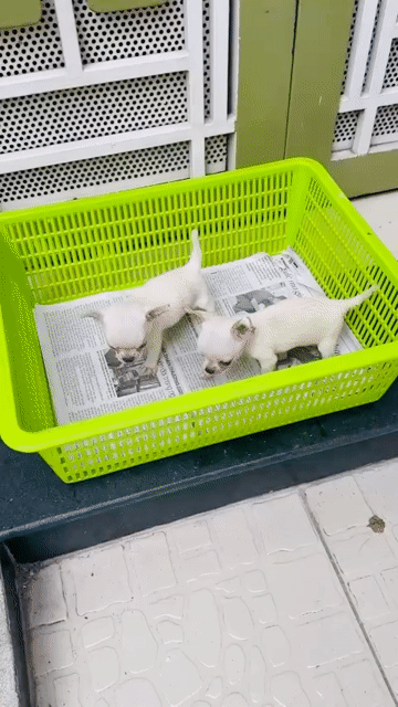 Chó Chihuahua Trắng đực. Mua bán Chó tại Quận Phú Nhuận Tp Hồ Chí Minh được đăng bởi Nguyễn hình 1