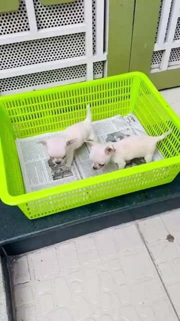 Chó Chihuahua Trắng đực. Mua bán Chó tại Quận Phú Nhuận Tp Hồ Chí Minh được đăng bởi Nguyễn hình 1