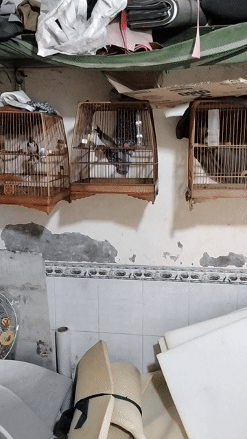 Chim chào mào đực đã thay lông màu đen trắng. Mua bán Chim tại Quận Bình Tân Tp Hồ Chí Minh được đăng bởi Tây hình 1