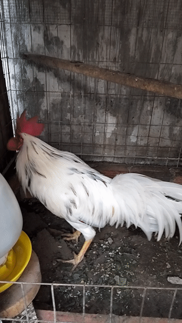 Gà bướm nguyên zin cần bán . Mua bán Gà tại Thành phố Biên Hòa Đồng Nai được đăng bởi Avu hình 1