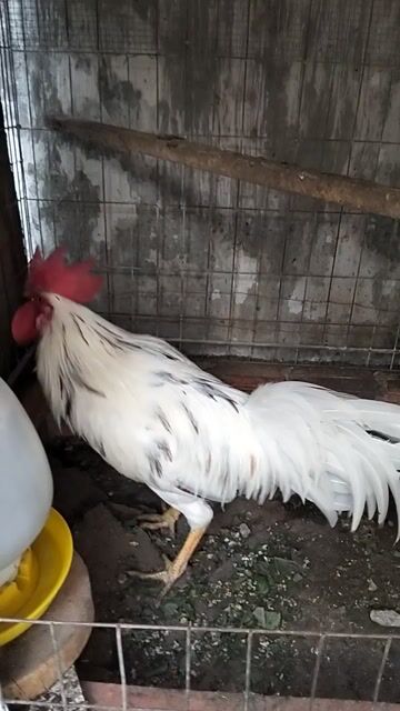 Gà bướm nguyên zin cần bán . Mua bán Gà tại Thành phố Biên Hòa Đồng Nai được đăng bởi Avu hình 1