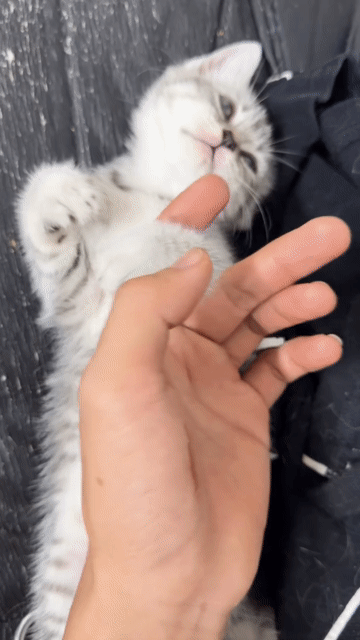Mèo con Cái sọc dưa 2tháng. Mua bán Mèo tại Quận Bình Thạnh Tp Hồ Chí Minh được đăng bởi sela hình 1