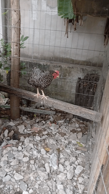 gà mái cú. Mua bán Gà tại Thành phố Thuận An Bình Dương được đăng bởi Hàn tín hình 1