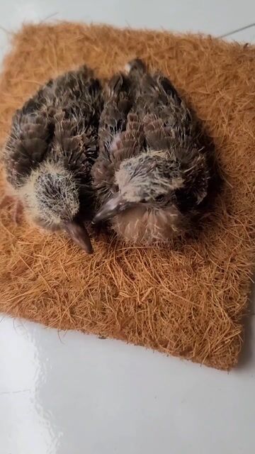 cặp cu malai tặng cặp cu pháp. Mua bán Chim tại Quận 7 Tp Hồ Chí Minh được đăng bởi binh hình 1