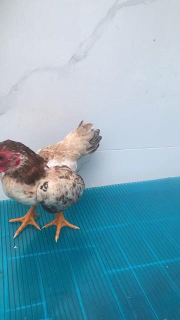 Gà tre đực 3 tháng đã tiêm. Mua bán Gà tại Quận Phú Nhuận Tp Hồ Chí Minh được đăng bởi THANH NAM hình 1