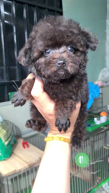 Bé trai siêu xinh. Mua bán Chó tại Quận Phú Nhuận Tp Hồ Chí Minh được đăng bởi PET SHOP NẮNG hình 1