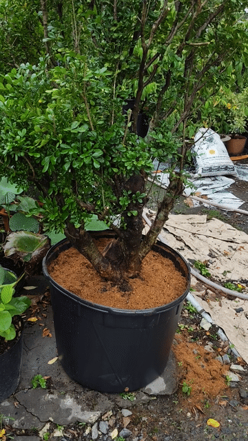 Cây ngâu 1,6m Vàng Tài lộc. Mua bán Cây cảnh, đồ trang trí tại Huyện Gò Dầu Tây Ninh được đăng bởi Dương hình 1