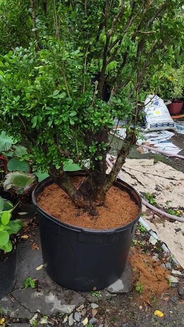 Cây ngâu 1,6m Vàng Tài lộc. Mua bán Cây cảnh, đồ trang trí tại Huyện Gò Dầu Tây Ninh được đăng bởi Dương hình 1