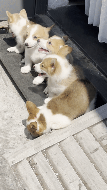 Chó Corgi nhà đẻ đã tiêm phòng. Mua bán Chó tại Quận Liên Chiểu Đà Nẵng được đăng bởi Anh Pet Shop hình 1