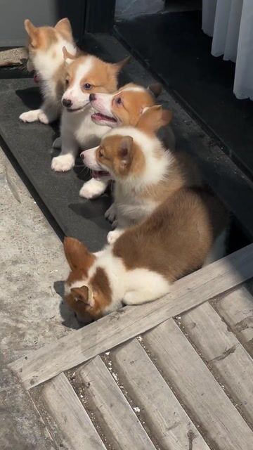 Chó Corgi nhà đẻ đã tiêm phòng. Mua bán Chó tại Quận Liên Chiểu Đà Nẵng được đăng bởi Anh Pet Shop hình 1