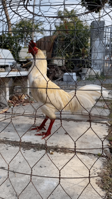 Úa chân xanh cam 3kg3 đá liền. Mua bán Gà tại Huyện Thoại Sơn An Giang được đăng bởi Tài Long xuyên hình 1